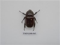 藏品(蘭嶼姬兜)的圖片